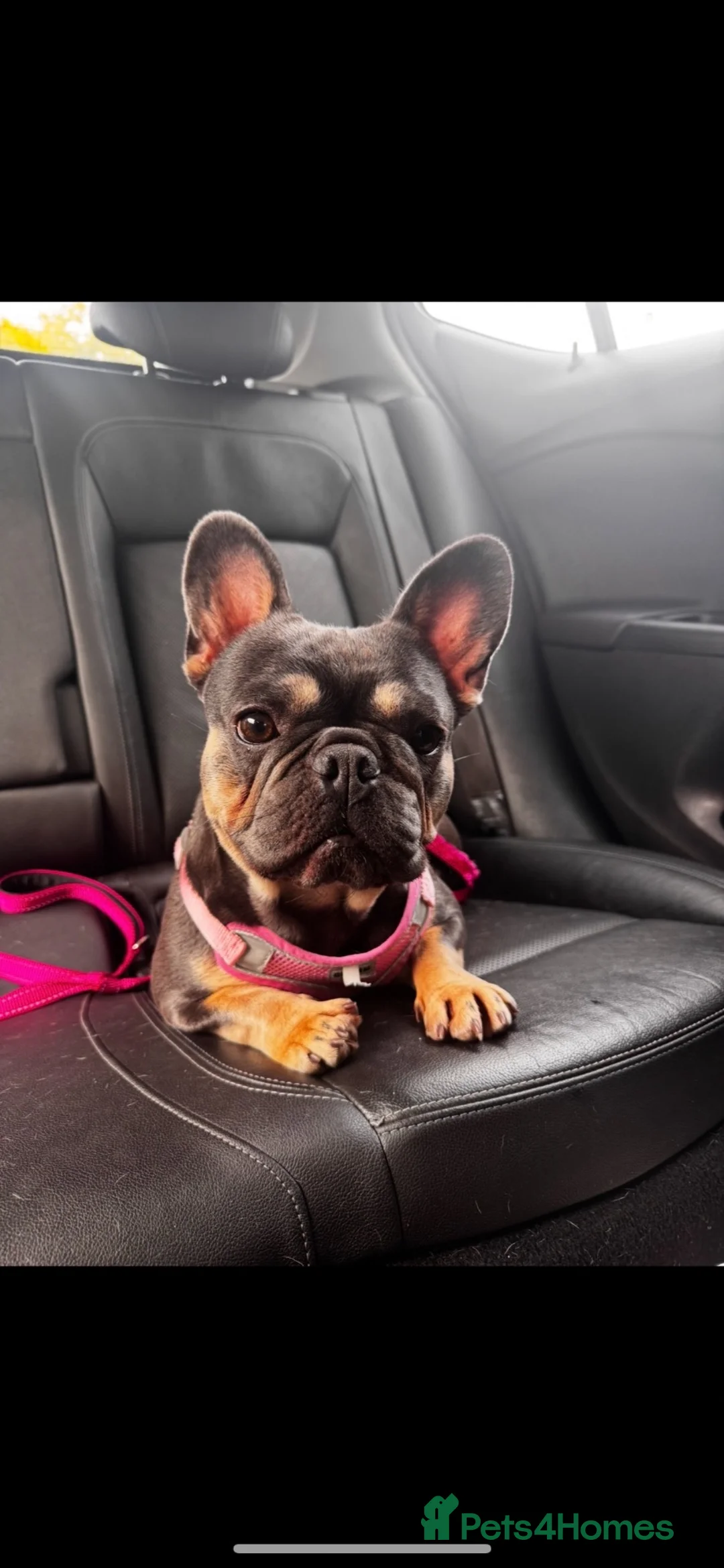 French Bulldog dogs for sale: Lilac and tan 2 year old female French bulldog  in Chester - Advert 1