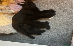 European cats for sale: Kittens looking for forever home - Image 9
