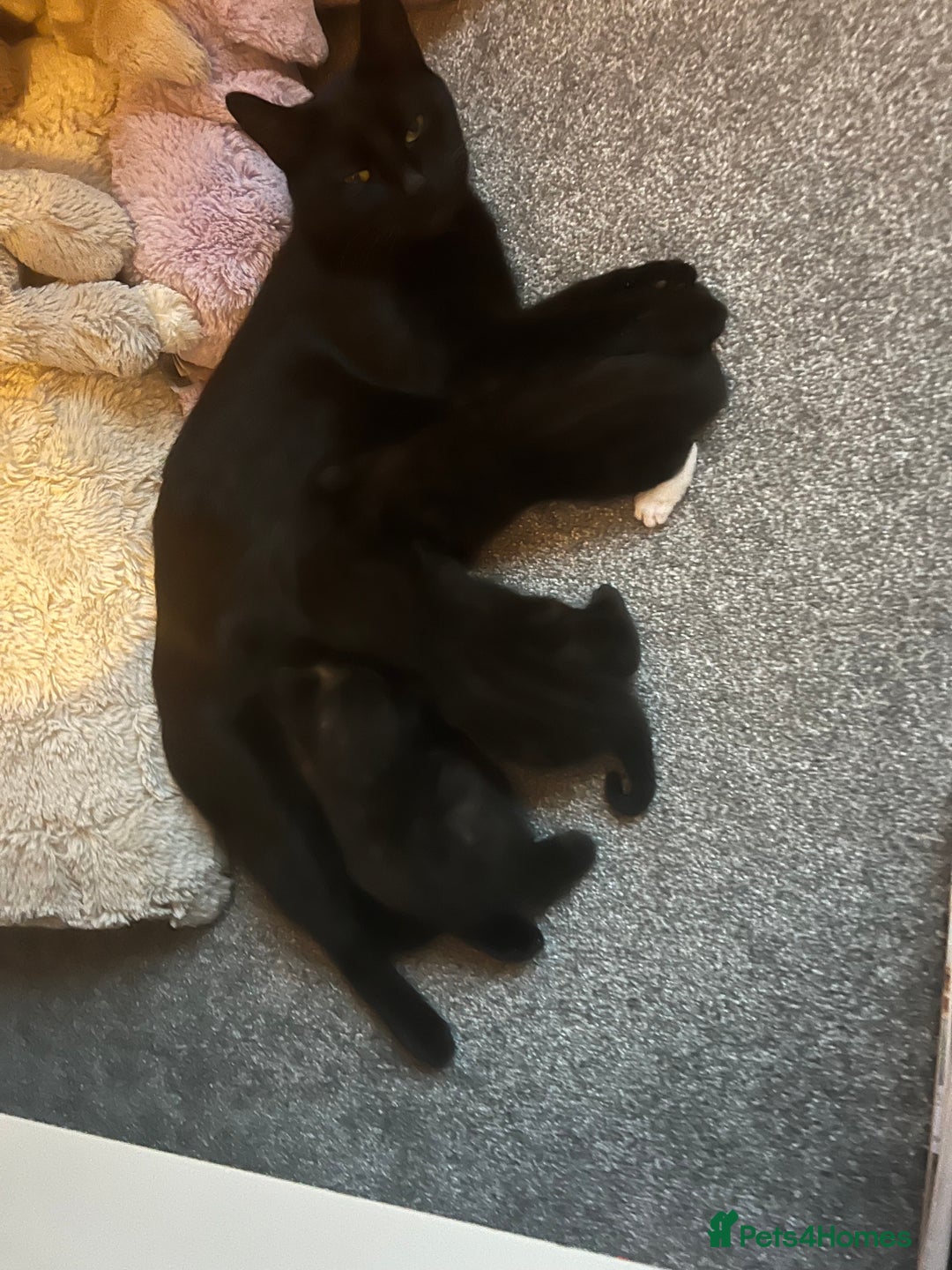 European cats for sale: Kittens looking for forever home - Image 9