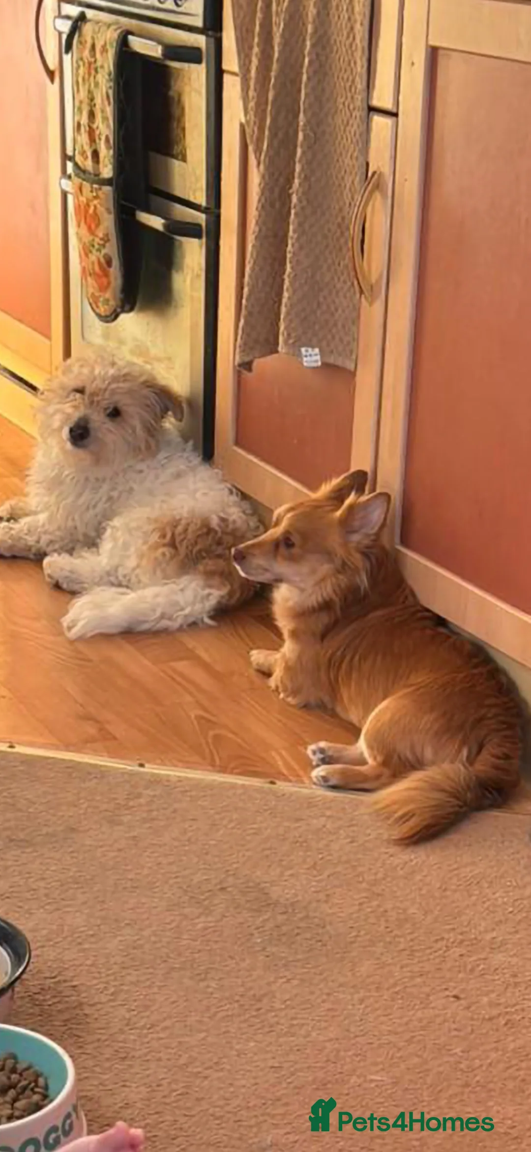 Mixed Breed dogs for sale: Rehoming These Brothers - Advert 2