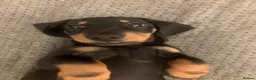Dachshund dogs for sale: Beautiful Miniature Dachshund puppy 🐾❤️ - Advert 2