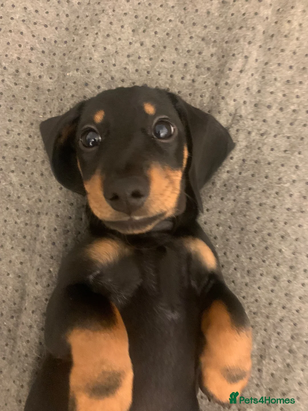 Dachshund dogs for sale: Beautiful Miniature Dachshund puppy 🐾❤️ - Advert 2