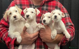 Parson Russell dogs for sale: Parson terrier pups  - Image 4