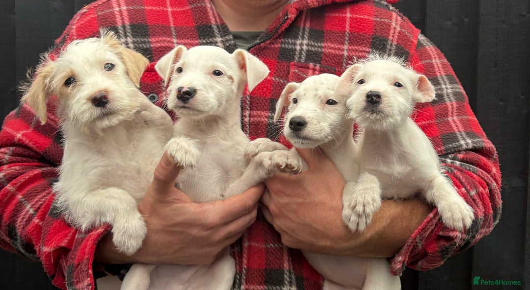 Parson Russell dogs for sale: Parson terrier pups  - Image 4
