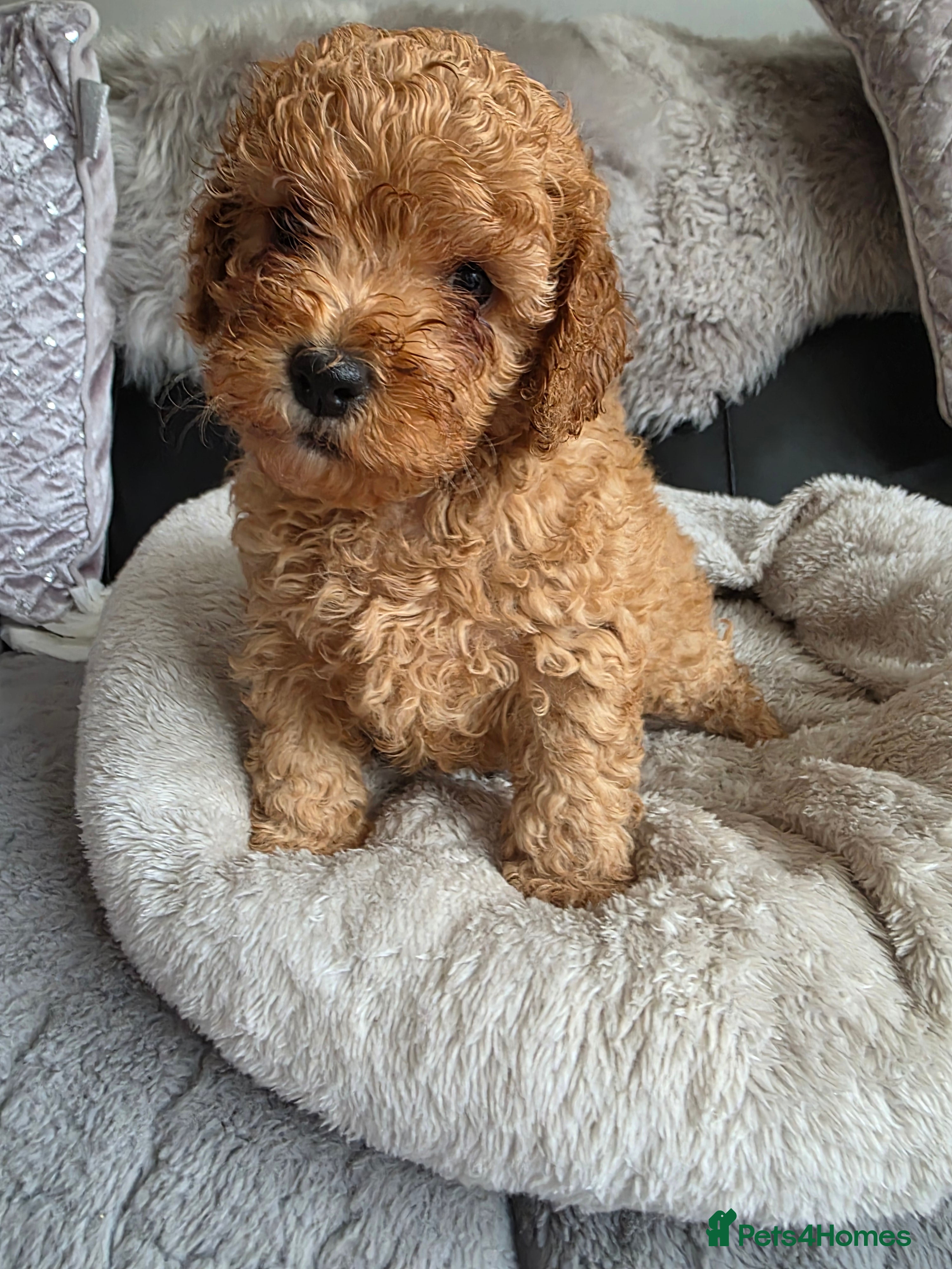 Cockapoo dogs Cream/ginger Cockapoo puppies - Advert 16