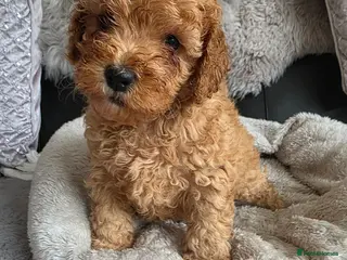 Cockapoo dogs Cream/ginger Cockapoo puppies - Advert 16