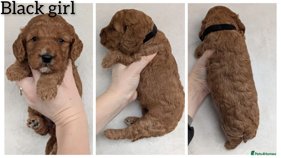 Cockapoo dogs for sale: Adorable F1 Cockapoo puppies - Advert 7