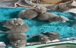 Scottish Fold cats for sale: Beautiful Scottish folds and straights kittens🎀 - Image 6