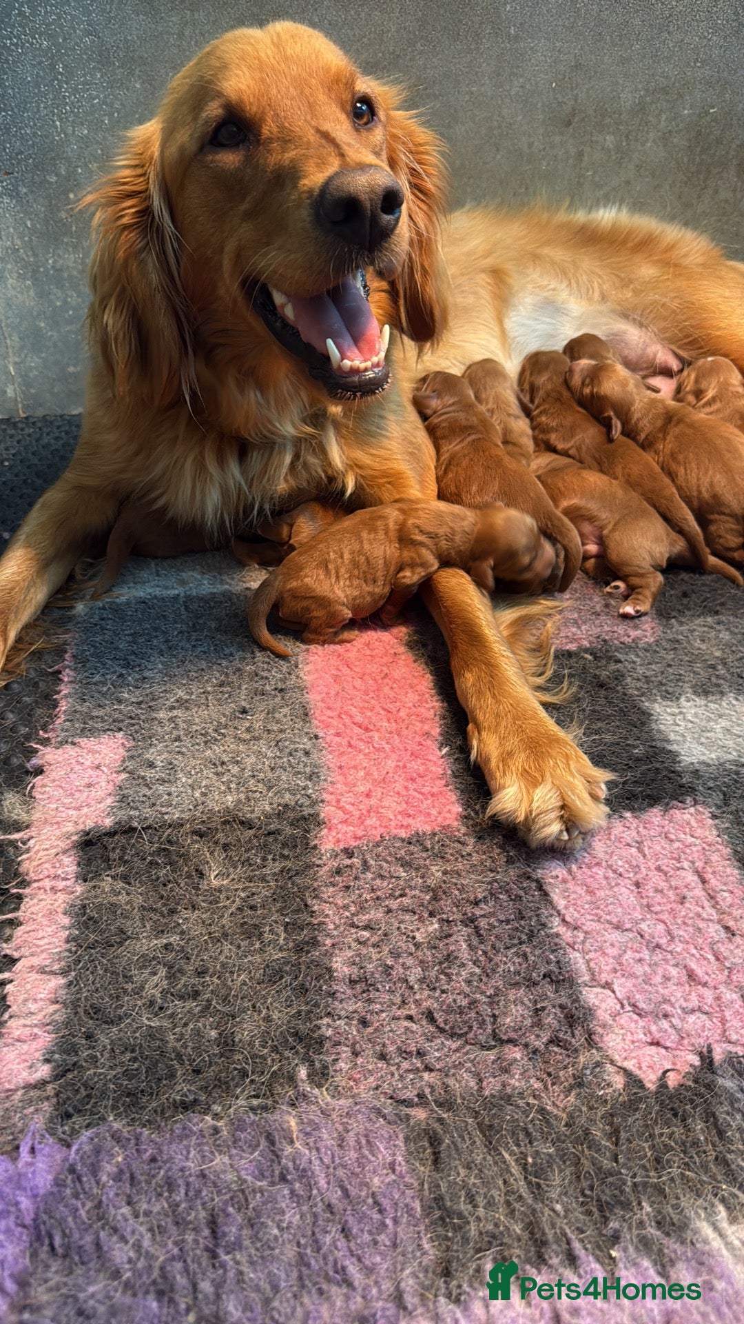 Mini Goldendoodle dogs Outstanding Red Goldendoodles  - Advert 1