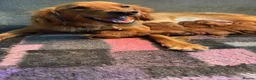 Mini Goldendoodle dogs for sale: Outstanding Red Goldendoodles  - Advert 2