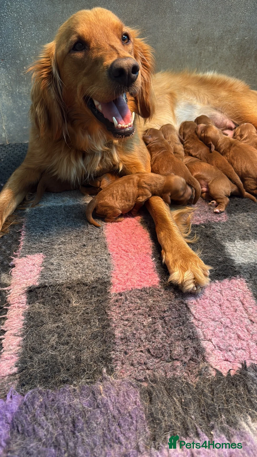 Mini Goldendoodle dogs for sale: Outstanding Red Goldendoodles  - Advert 2
