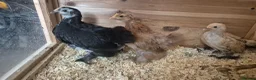 Chickens poultry for sale: Booted Pekin Bantam Pullets - Advert 2