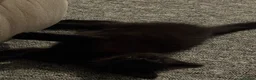 Mixed Breed cats for sale: Very dark brown kitten  - Advert 5