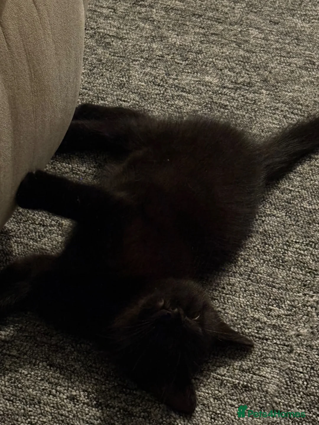 Mixed Breed cats for sale: Very dark brown kitten  - Advert 5