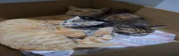 Mixed Breed cats for sale: 3 Kittens - Advert 7