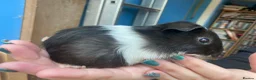 Guinea Pig rodents for sale: Baby guinea pig boys and girls - Advert 5