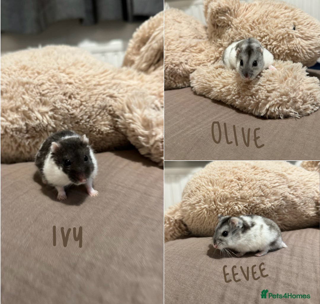 Hamster rodents for sale: 3x Winter White Dwarf Hamsters - Advert 1