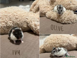 Hamster rodents 3x Winter White Dwarf Hamsters - Advert 7
