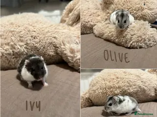 Hamster rodents 3x Winter White Dwarf Hamsters - Advert 13