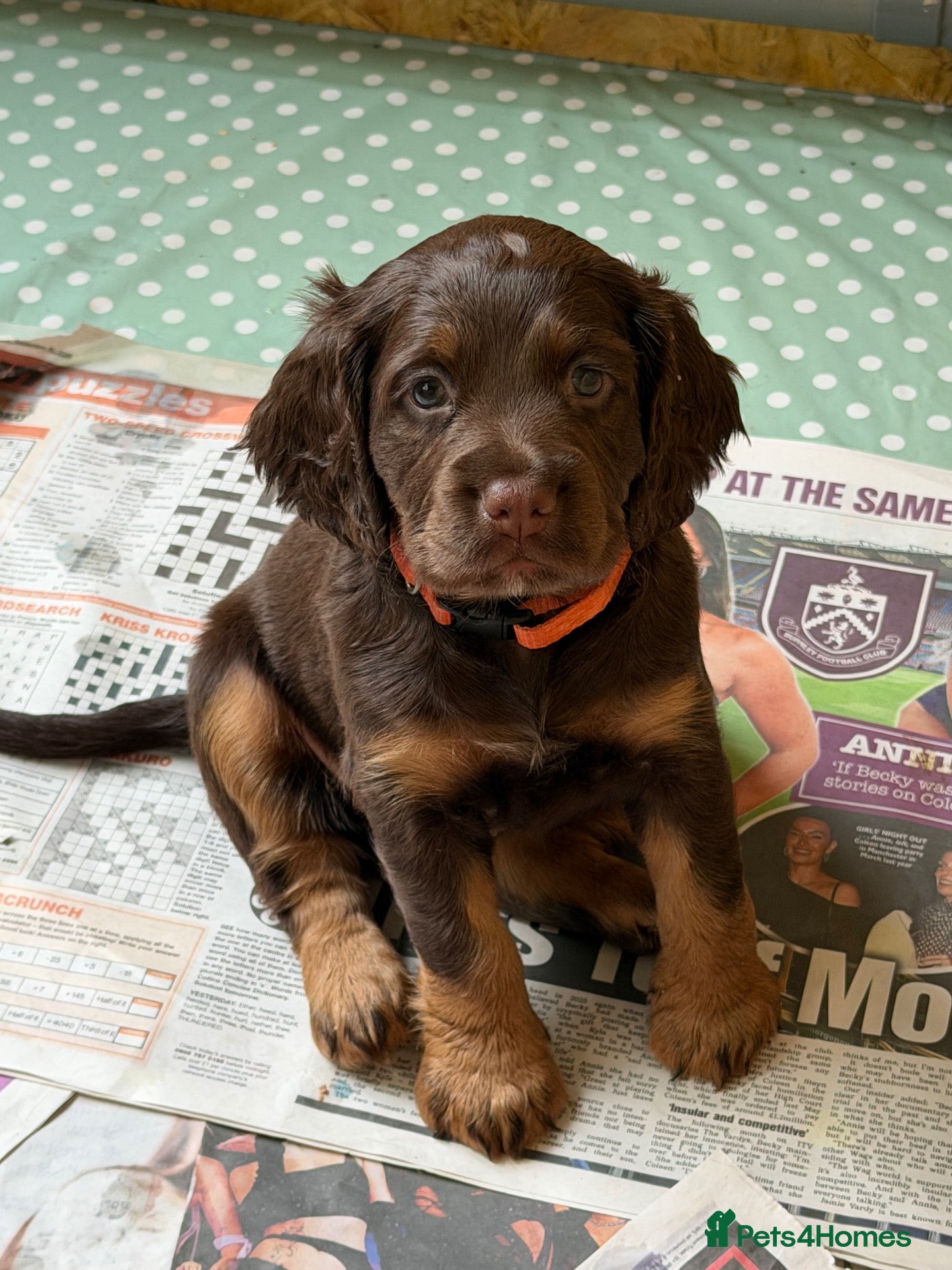 Cocker Spaniel dogs Gorgeous Cocker Spaniel pups! - Advert 1