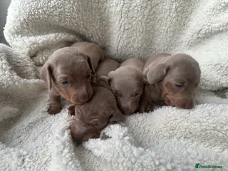 Miniature Dachshund dogs 4 Glynllan Miniature Dachshund Puppies FOR SALE - Advert 1