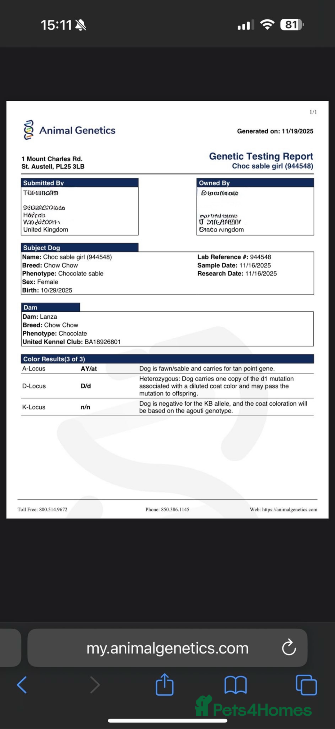 Chow Chow dogs for sale: Beautiful chow litter KC registered 🧬💜🍫 - Advert 9