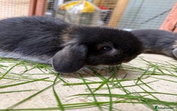 Mini Lop rabbits for sale: 🖤🩶 GORGEOUS LITTER OF PUREBRED MINI LOPS 🖤🩶 - Image 10