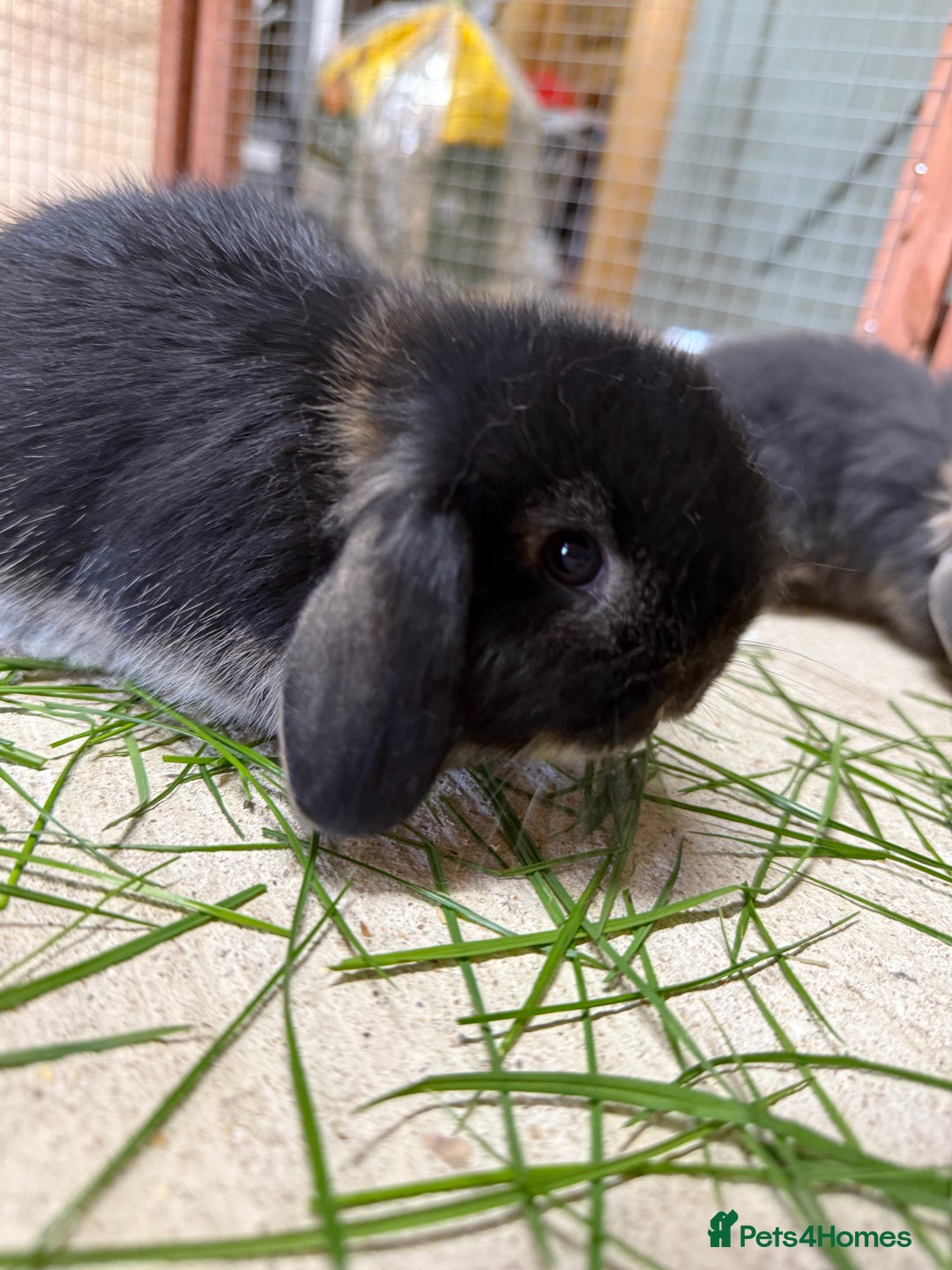 Mini Lop rabbits for sale: 🖤🩶 GORGEOUS LITTER OF PUREBRED MINI LOPS 🖤🩶 - Image 10