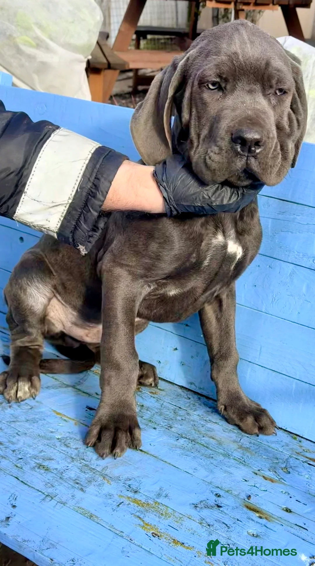Cane Corso dogs for sale: Beautiful Cane Corso puppies available - Advert 14