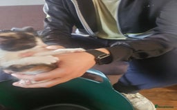 Mixed Breed cats for sale: 3kitten - Image 4