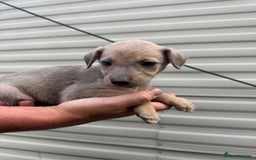 Mixed Breed dogs for sale: Beautiful puppies for sale!!!  - Image 17