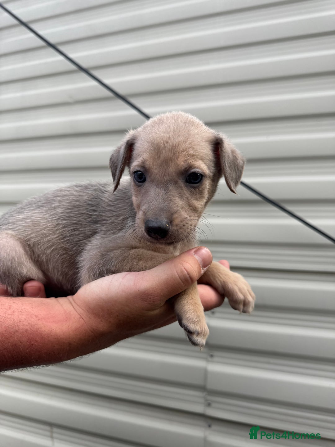 Mixed Breed dogs for sale: Beautiful puppies for sale!!!  - Image 17