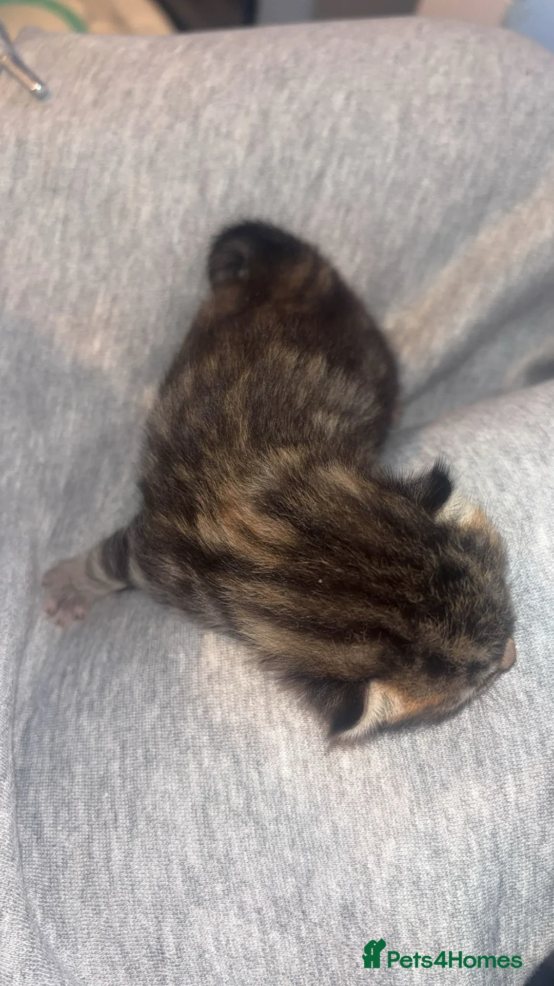 Mixed Breed cats for sale: 4 mixed tabby’s available 05/06/26 in Northampton - Advert 10