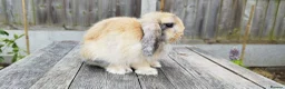 Mini Lop rabbits for sale: Mini Lop bunnies Pure Breed  - Advert 26