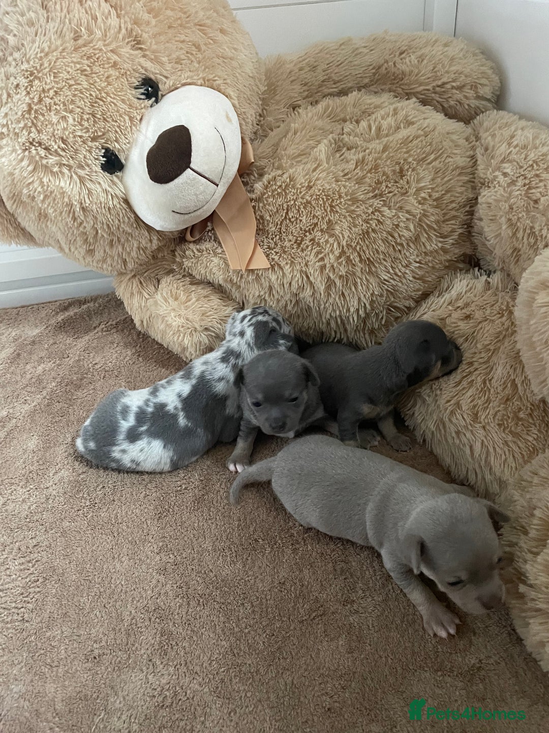 Chihuahua dogs for sale: Beautiful Merle Chihuahua Puppies  - Advert 12