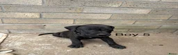 Staffordshire Bull Terrier dogs for sale: 9 Staff puppies - Advert 20
