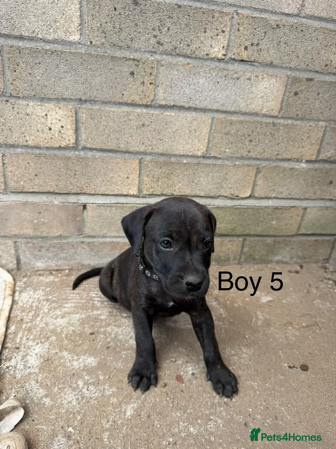 Staffordshire Bull Terrier dogs for sale: 9 Staff puppies - Advert 20