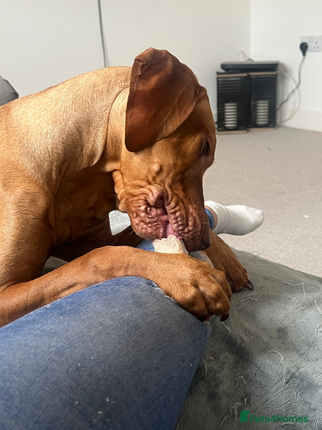 Hungarian Vizsla dogs for sale: Male Hungarian vizsla to rehome  - Image 1