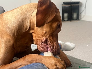 Hungarian Vizsla dogs - Advert 16