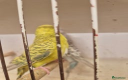 Budgerigars birds for sale: 100£ German Fallow - Image 5