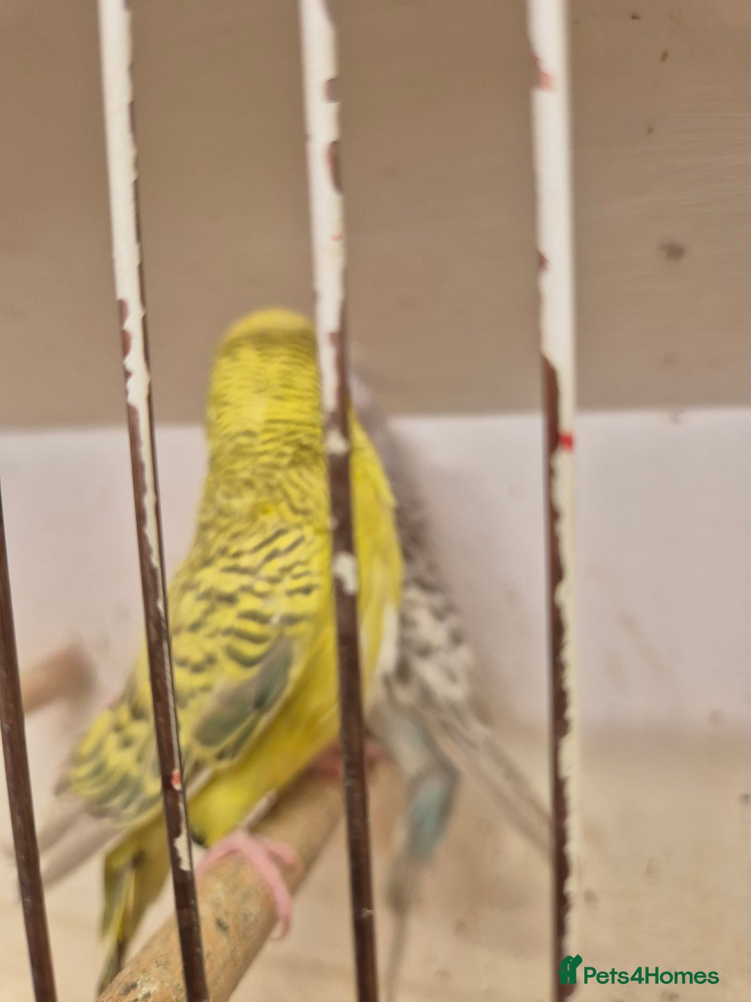 Budgerigars birds for sale: 100£ German Fallow - Image 5