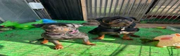 Rottweiler dogs for sale: Gorgeous Rottie for Sale! - Advert 3