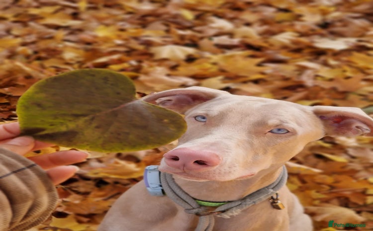 Dobermann dogs - Advert 3