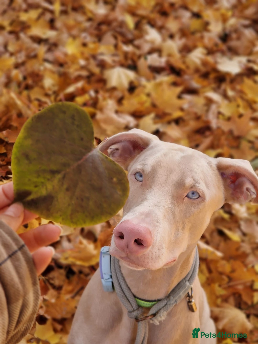 Dobermann dogs for sale: Pink male Doberman  - Image 1