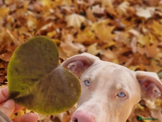 Dobermann dogs - Advert 1