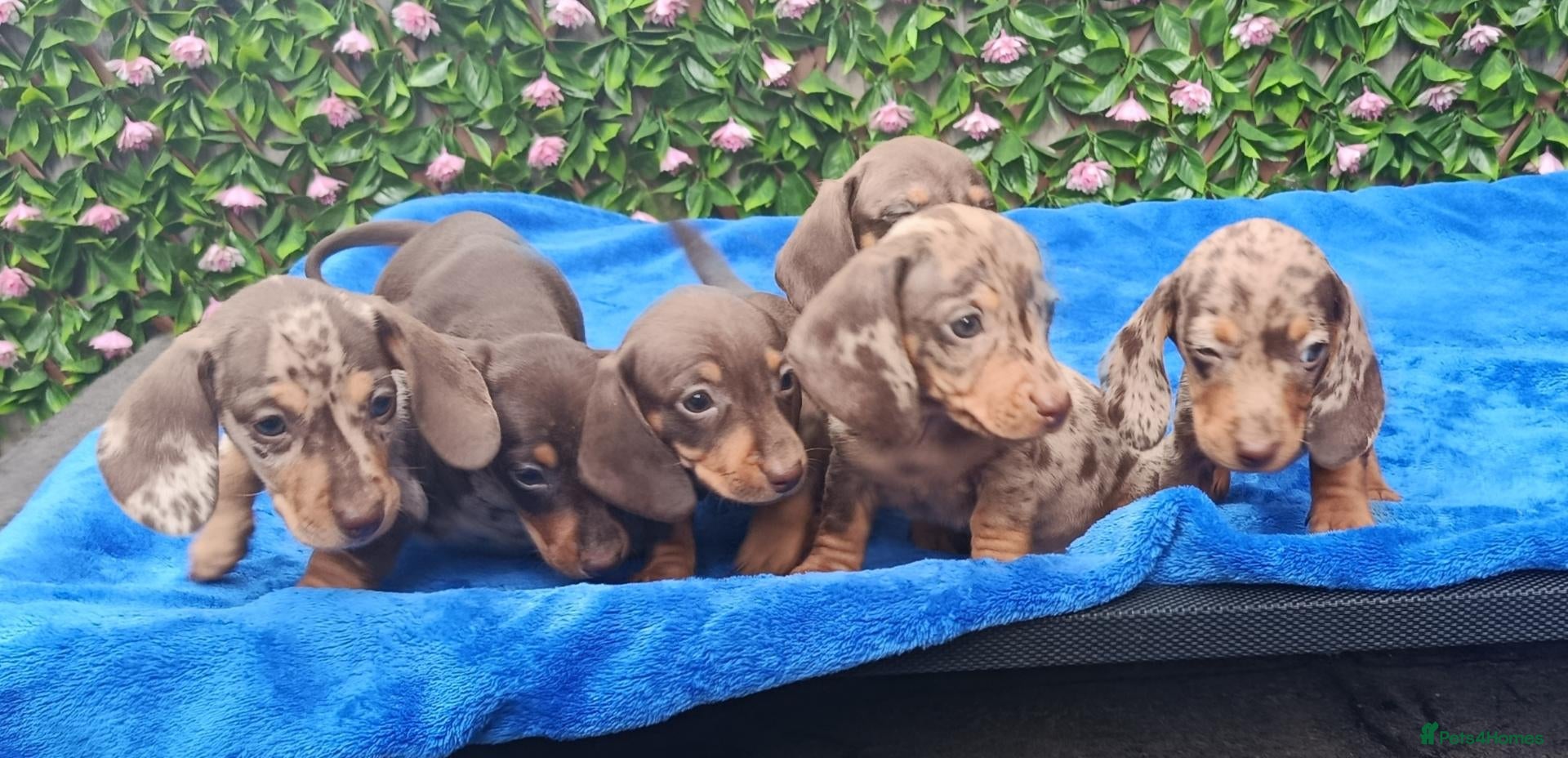 Miniature Dachshund dogs MINI DAXI KC REG PRA CLEAR - Advert 2