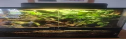 Frog reptiles for sale:  Azureus dart frogs  - Advert 2