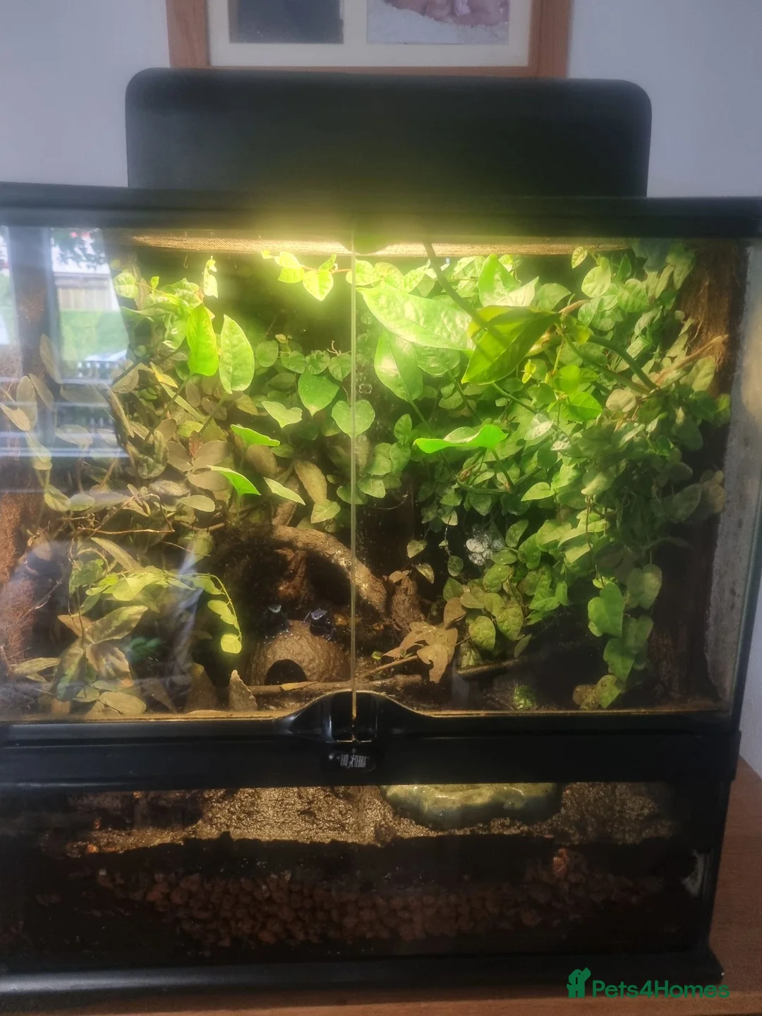 Frog reptiles for sale:  Azureus dart frogs  - Advert 2
