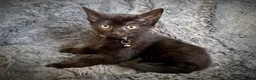 Mixed Breed cats for sale: 9 beautiful kittens looking for new homes  - Advert 35