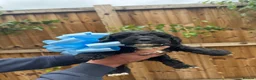 Cockapoo dogs for sale: Cockapoo F1 Gorgeous Puppies 🐶❤️ - Advert 4